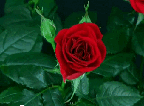 roses GIF