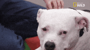 Pupparazzi Doggie Winter Wonderland GIF by Nat Geo Wild