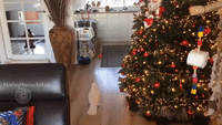 Festive Fetch is the Game of the Day For This Cockatoo