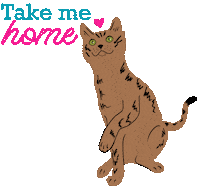 Adopt Tabby Cat Sticker by HeARTs Speak