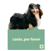 NubikaFormacion dog hair animal dogs Sticker