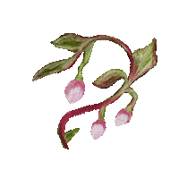 sofiacolor blue flower fruit growth Sticker