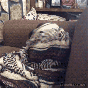 pug blanket GIF