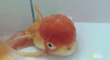 nat geo wild fish GIF by Dr. K's Exotic Animal ER
