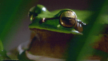 European Tree Frog GIF