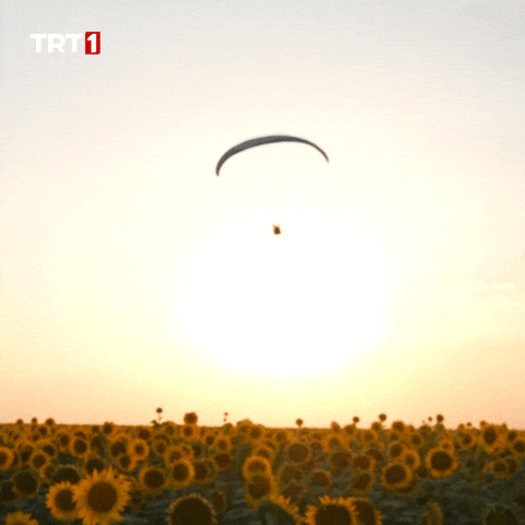 Happy See You GIF by TRT