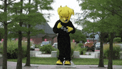 Wu_Shock wu wsu wushock shockers GIF