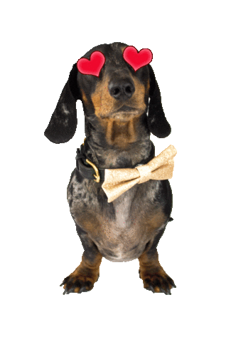 sausage dog love Sticker by Tilly Thomas lux