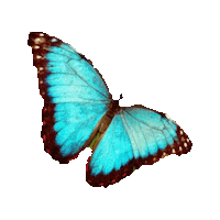 butterfly STICKER by imoji
