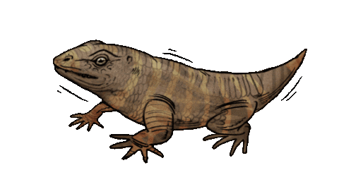 Velozee giphyupload bark paleontology lizzard Sticker