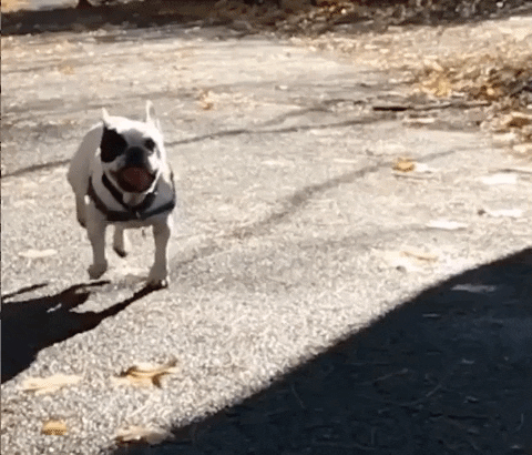 fetch french bulldog GIF by Johanna Kenney
