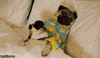 Video gif. Pug wearing pajamas rests under the covers in bed as we cut to a closeup of its frowny face.