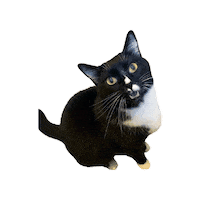 Cool Cat Bruce Sticker by Smitten Kitten