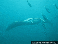 ray swimming GIF