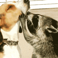 Dog Raccoon GIF
