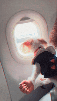Dog Travel GIF