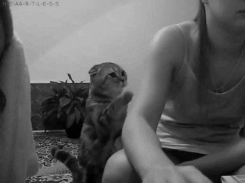 cat love GIF