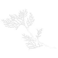 Snow Flower Sticker