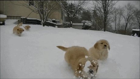 puppy hang GIF