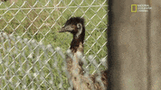 the incredible dr pol season 12 episode 8 GIF by Nat Geo Wild 