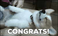 Congrats Corgi Chippin GIF by Chippin