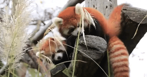 Woodlandparkzoo giphygifmaker animals adorable twins GIF