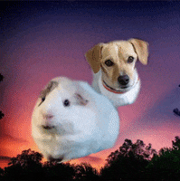 Save Them All Zodiac Sign GIF by Best Friends Animal Society