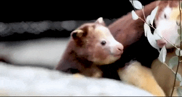 Woodlandparkzoo animals adorable woodland park zoo tree kangaroo GIF