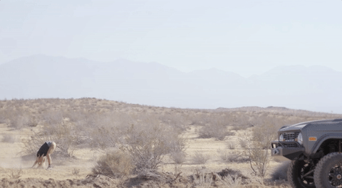 GIF by Lady Gaga