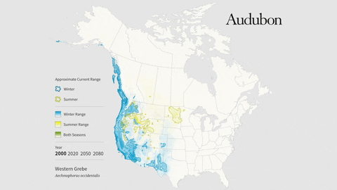 western grebe GIF by audubon