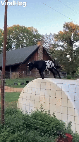 Goat Pushes Its Luck Jumping Fence
