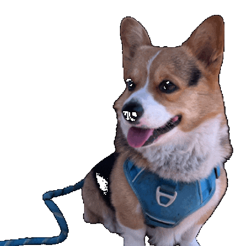 Dog Look Sticker