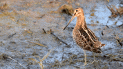 Wilsons Snipe Birds GIF by U.S. Fish and Wildlife Service
