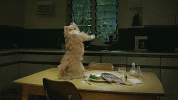 Dancing Cat GIF by Mountain Dew