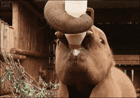 Baby Milk GIF