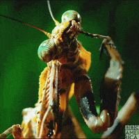 enchanted kingdom eating GIF by BBC America