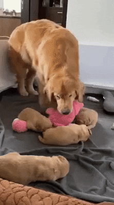 cuteanimalland giphyupload GIF