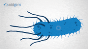 Molecular Biology Bacteria GIF by Addgene