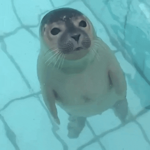 Seal Love GIF by hamlet