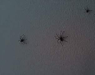 spider no GIF by Cheezburger