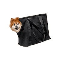 Dogs Pets Sticker by Wild One