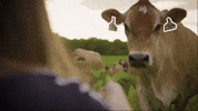 Big Machine Cow GIF by Avenue Beat