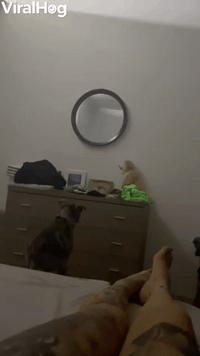 When Your Dog Wants to Parkour