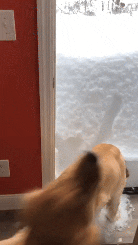 cuteanimalland giphyupload GIF