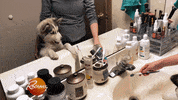 dog puppy GIF by Rachael Ray Show