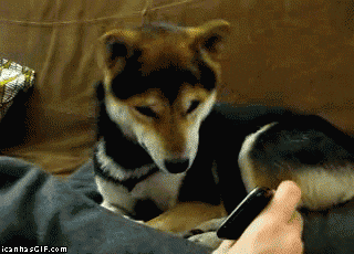 dog funny s GIF