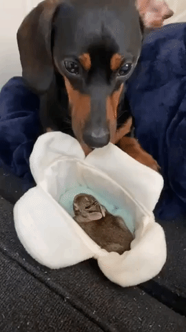 Dachshund That Cared for Orphaned Rabbit Heartbroken When New Pal Is Sent to Rescue Center