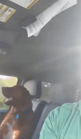 Dog and Driver Have a Howl Lot of Fun Together