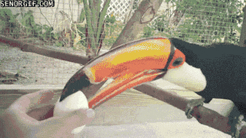 hardboiled egg nom nom nom GIF by Cheezburger
