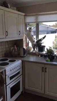 This Cat Is Not at Home in the Kitchen
